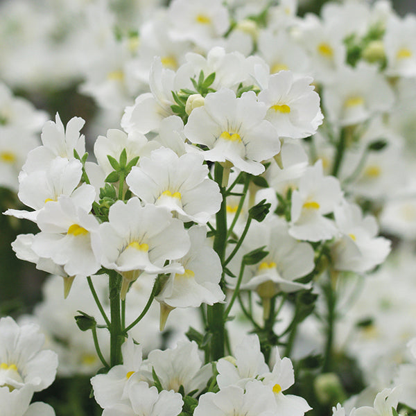 Nemesia Flower Plants Collection
