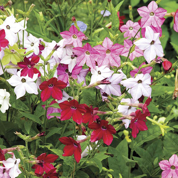 Nicotiana Perfume Mixed F1
