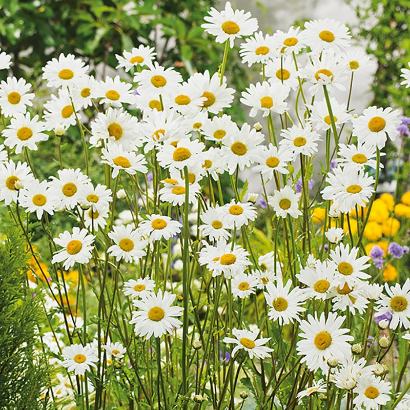 White flowers with yellow centers in a field