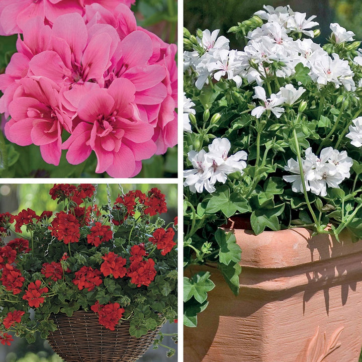 Pelargonium Trailing Collection