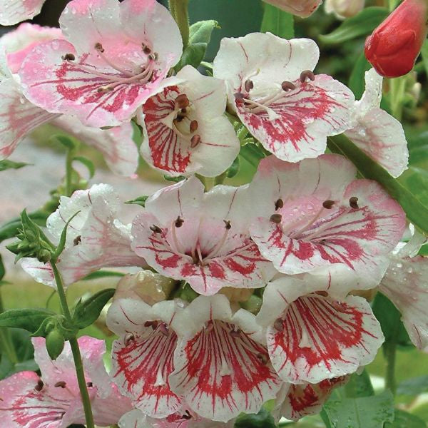 Penstemon Strawberries And Cream Flower Plants