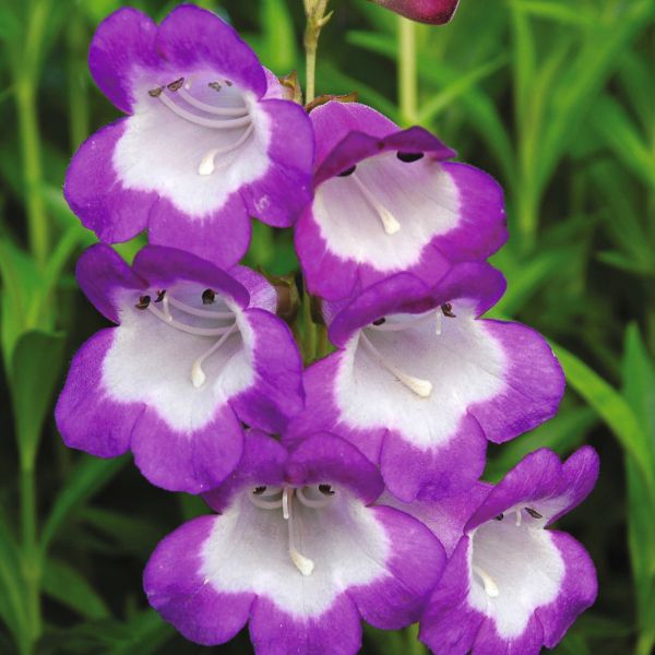 Penstemon Czar Flower Plants