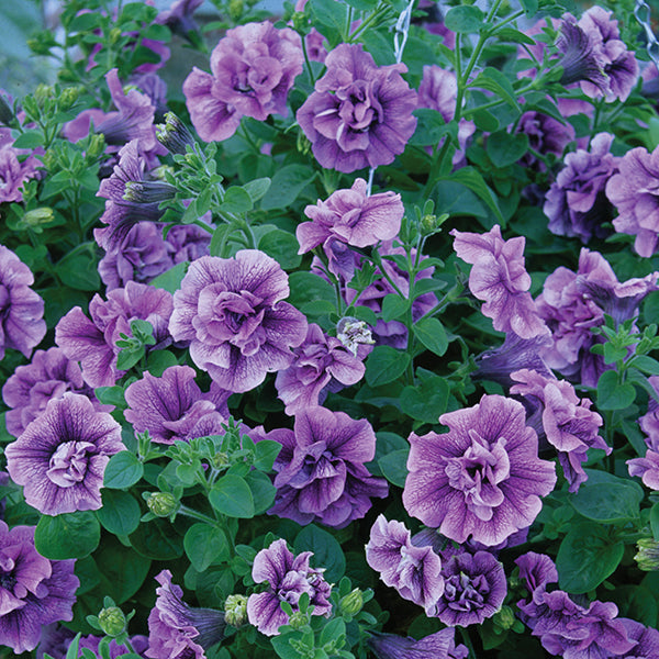 Petunia Tumbelina Priscilla Lilac Blue Flower Plants