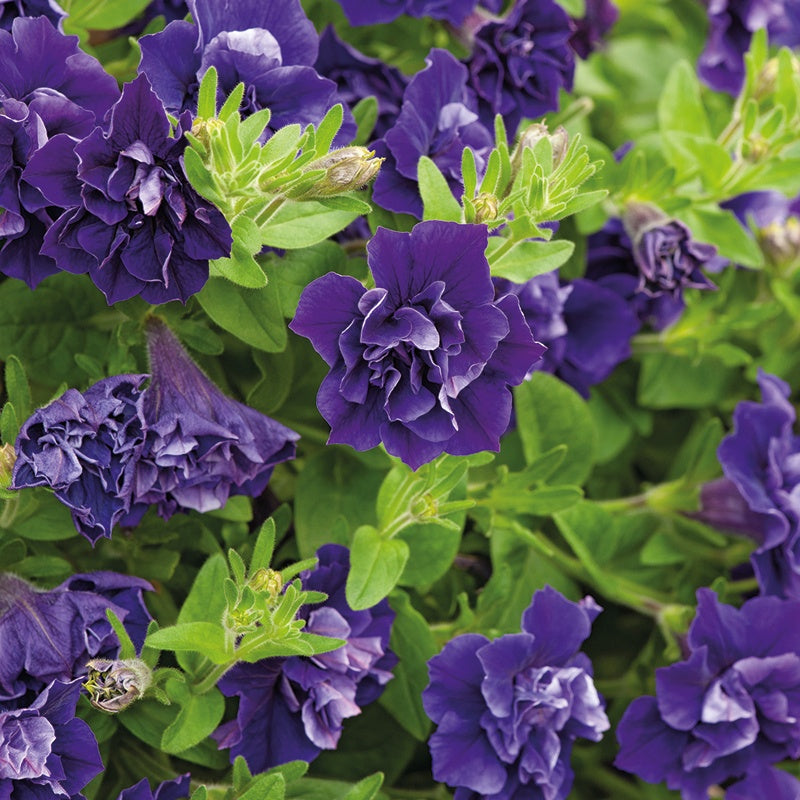 Close-up of purple flowers with green leaves
