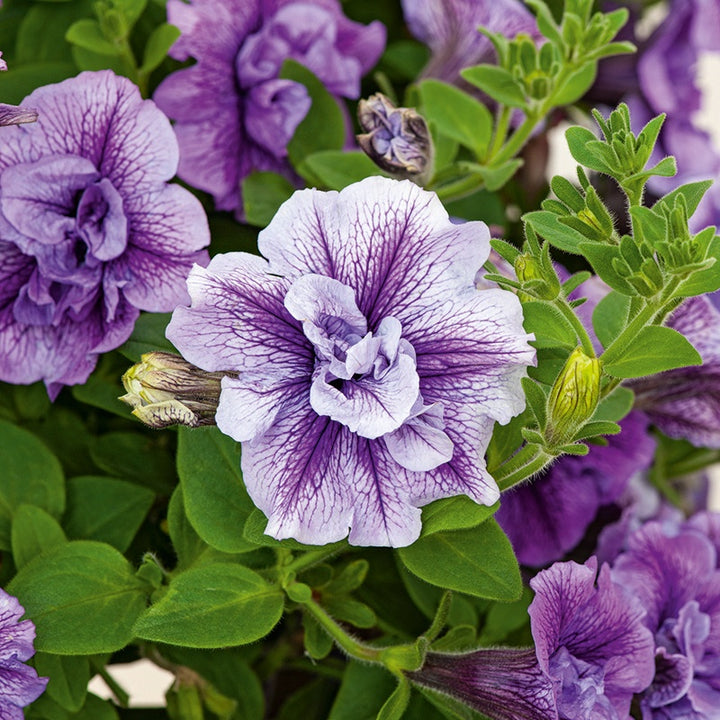 Petunia Tumbelina Priscilla