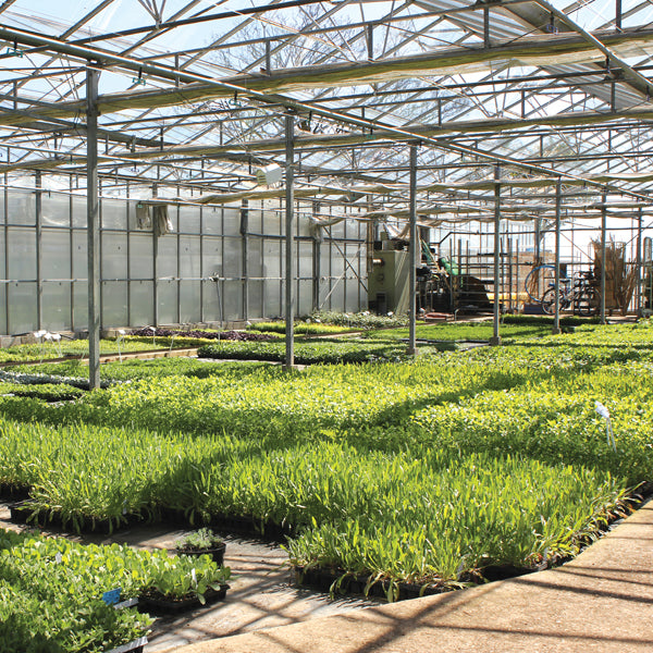 Marigold Durango Mixed F1 Flower Plants