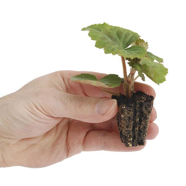 Begonia Non-Stop Mocca Mixed F1