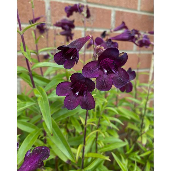 Penstemon Plum Jerkum Flower Plants
