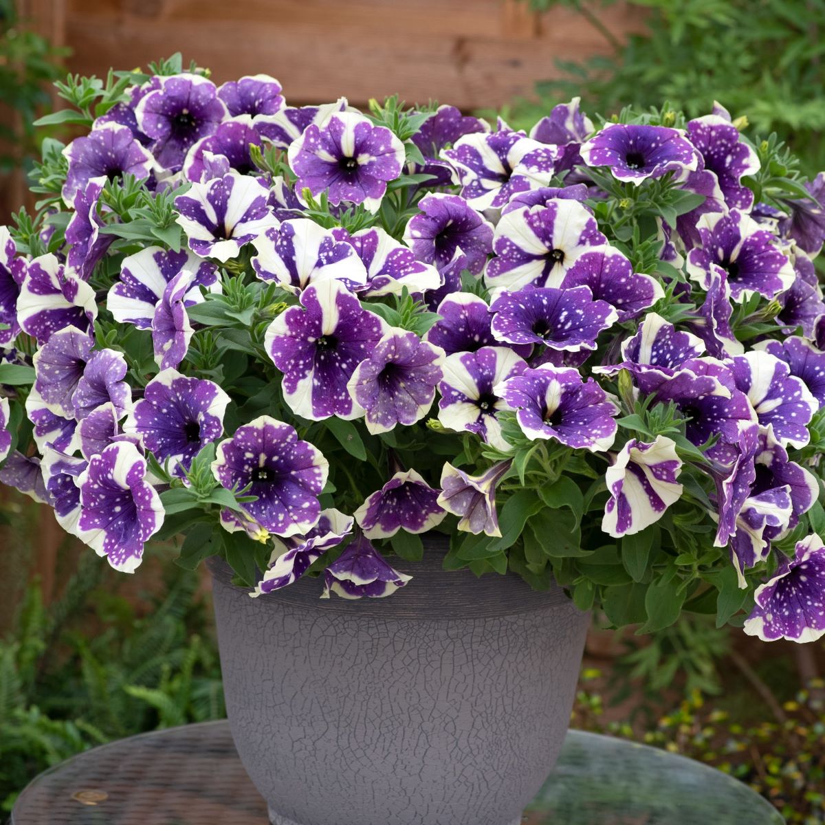 Petunia Sparkling Sky Flower Plants Collection