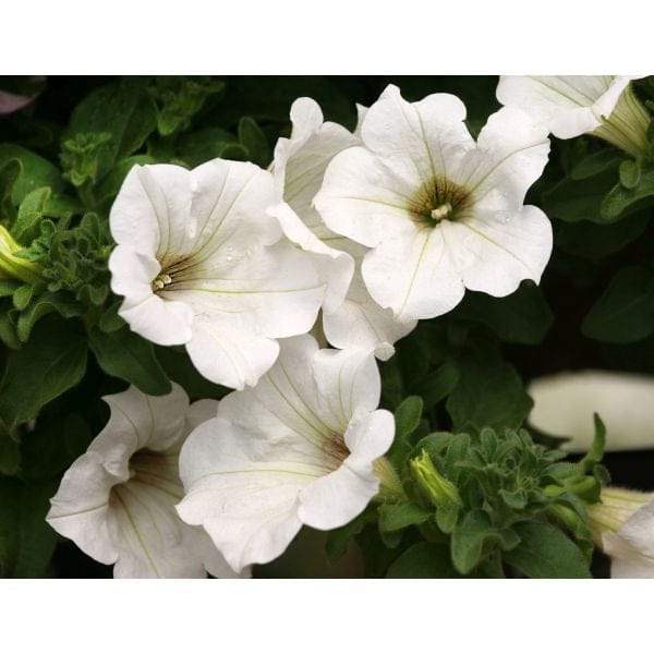 Petunia Surfinia Lime White