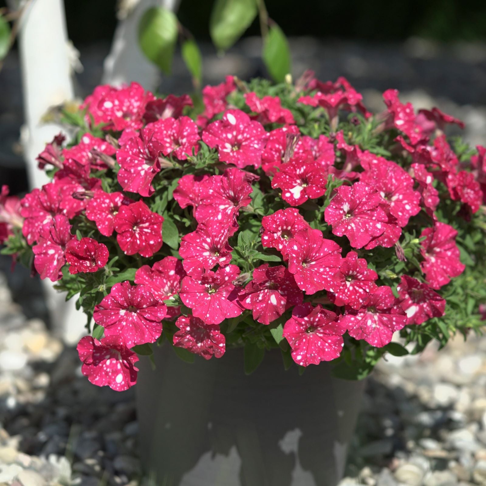 Petunia Sparkling Sky Flower Plants Collection