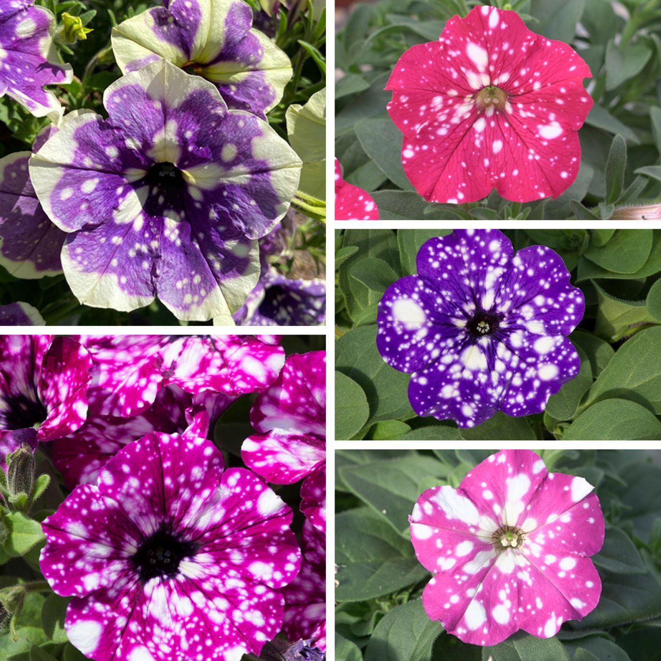 Petunia Sparkling Sky Flower Plants Collection