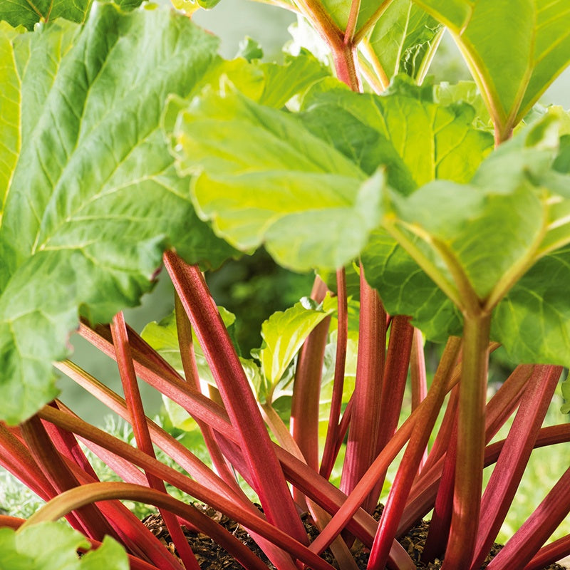 Rhubarb Crumble King Plants - 9cm Potted Plant x3