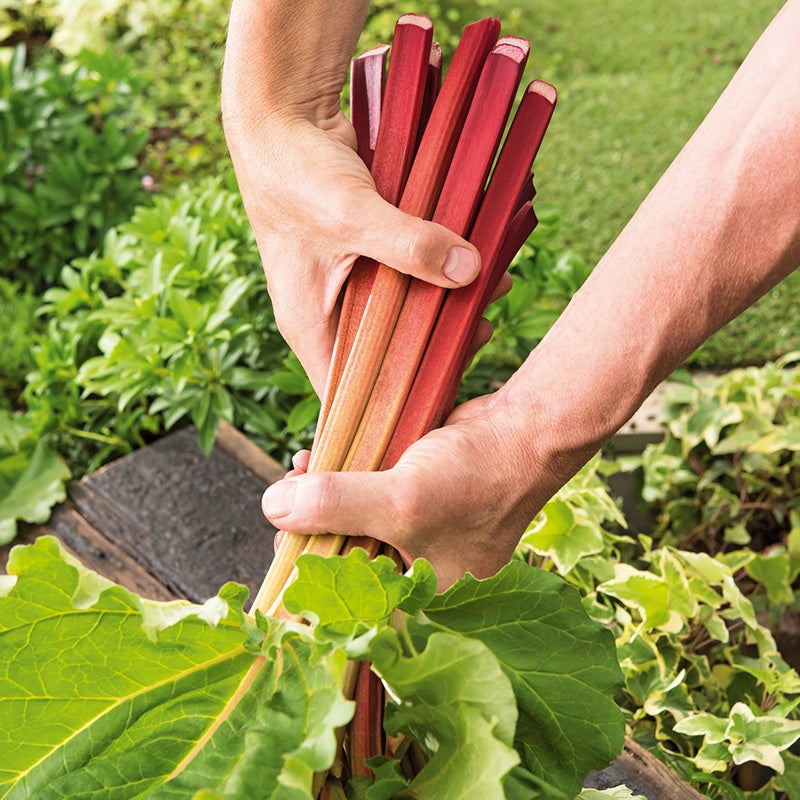 Rhubarb Crumble King Plants - 9cm Potted Plant x3