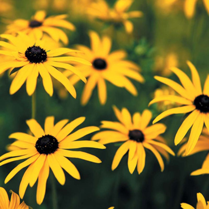 Rudbeckia fulgida var. sullivantii Goldsturm