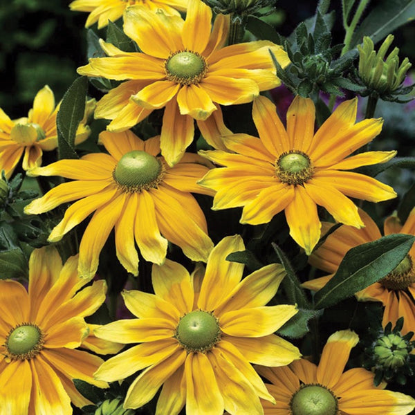 Rudbeckia Prairie Sun Flower Plants – Garden Ready Extra-Large Plugs ...