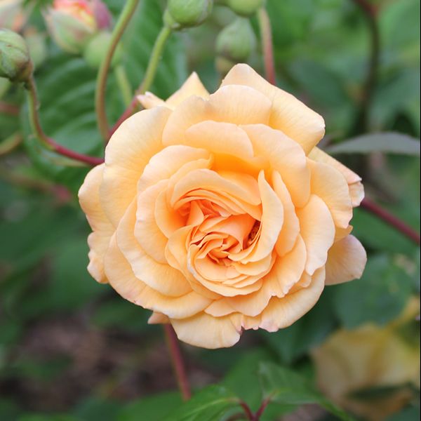 Rose Buff Beauty (Shrub) Plants - AGM