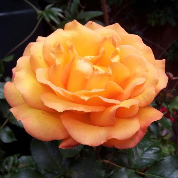 Rose Precious Amber (Floribunda) Plants