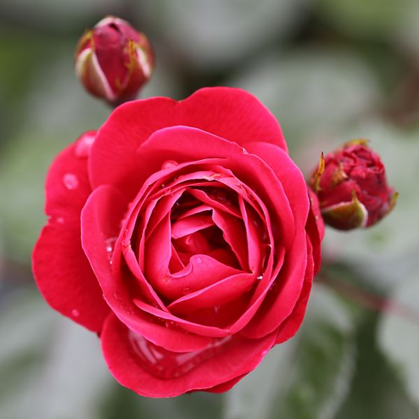 Rose Precious Ruby (Floribunda) Plants