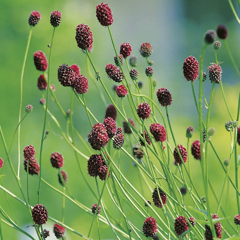 Red flowers on green stems against a blurred green background