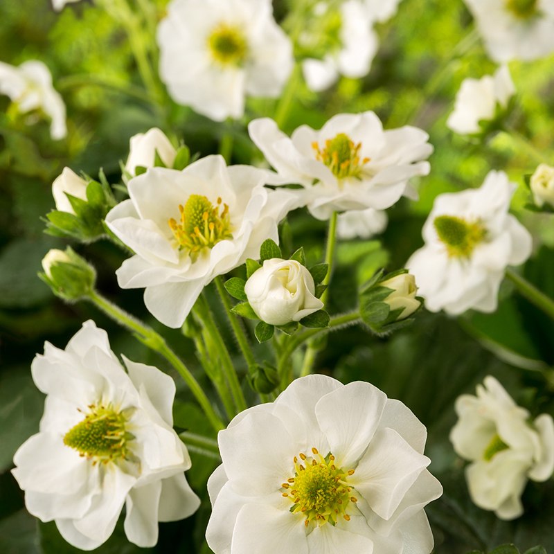 Strawberry Summer Breeze Snow Fruit Plants