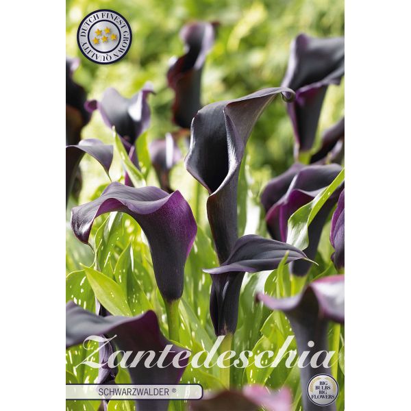 Zantedeschia Schwazwalder Flower Bulbs