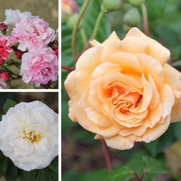 Shrub Rose Trio Plants Collection