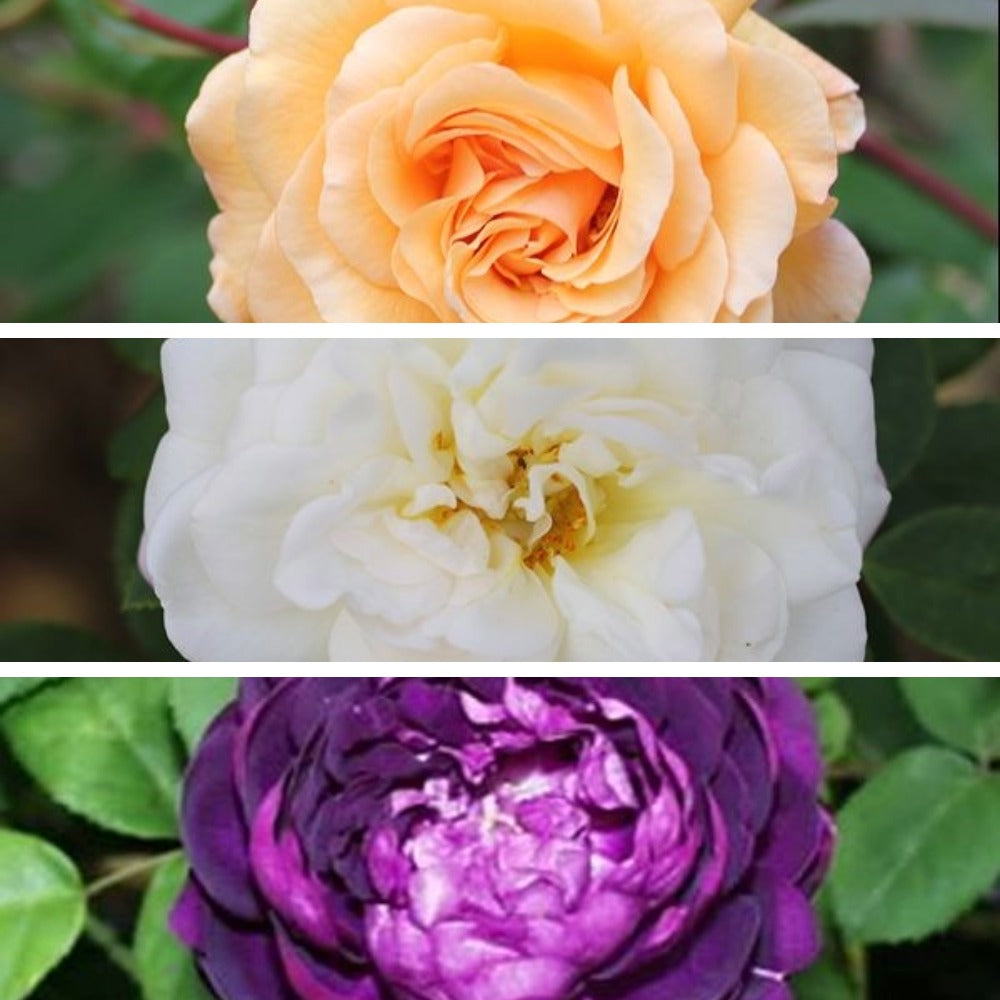 Shrub Rose Trio Plants Collection