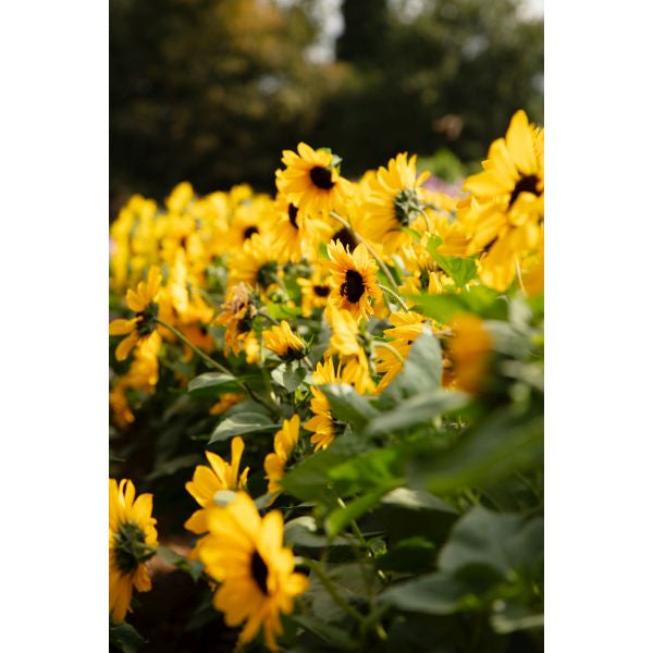 Sunflower Full Summer Flower Plants