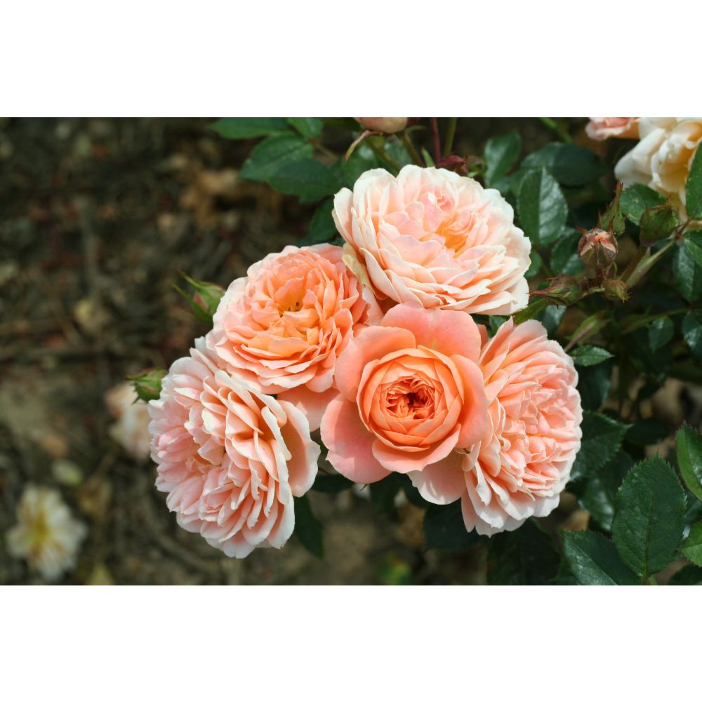 Rose Sweet Dream (Patio)