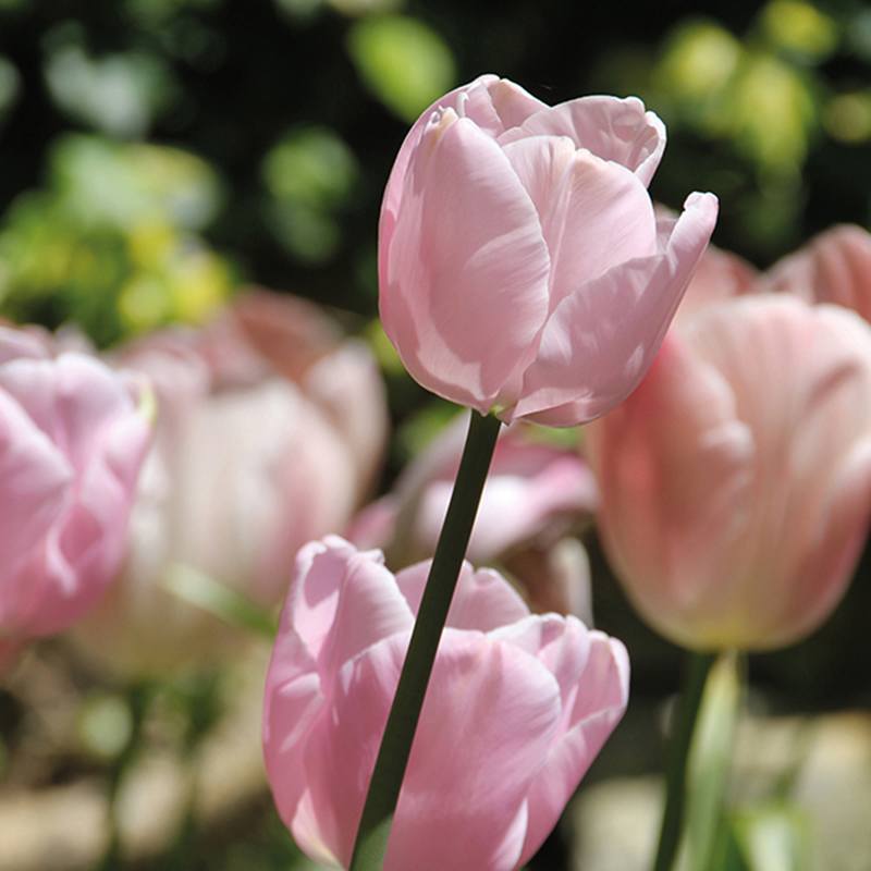 Tulip Pink Diamond Flower Bulbs