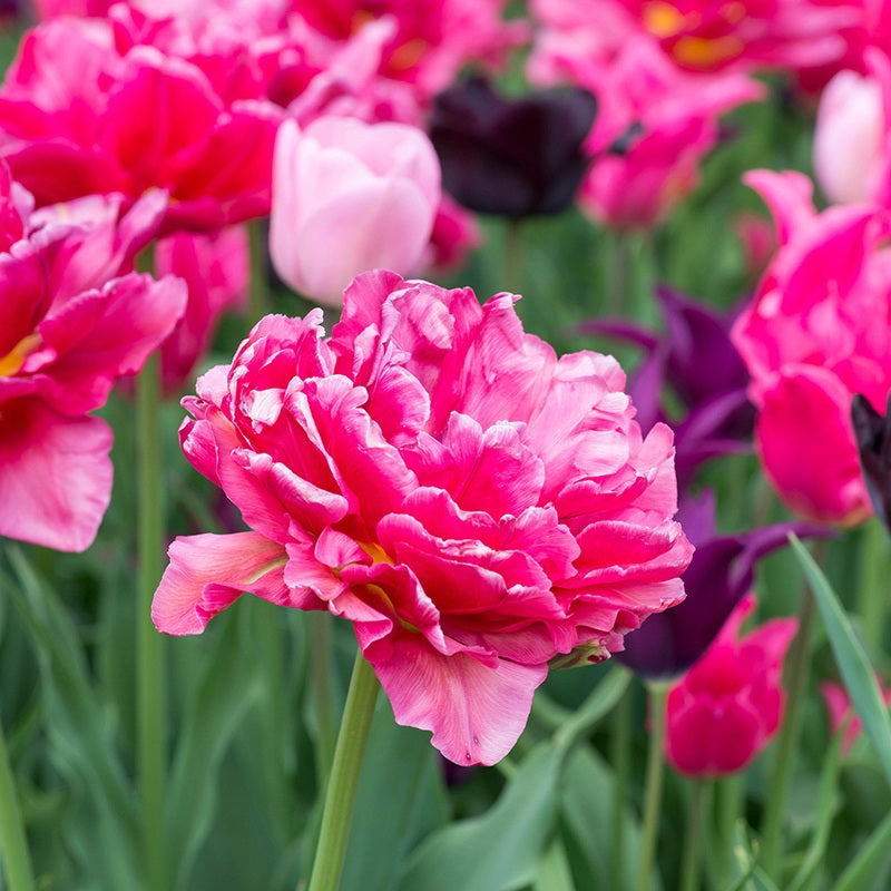 Bedazzling Bulbs For Autumn