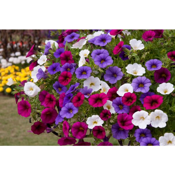 Trixi Spirit Flower Plants