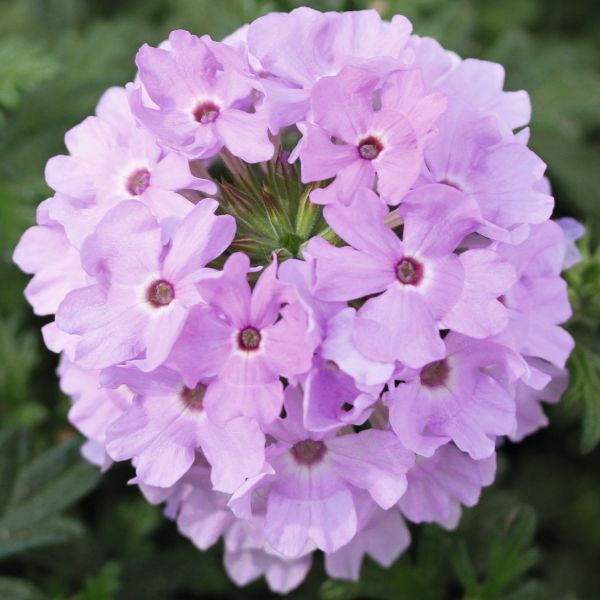 Verbena Vectura Lavender Flower Plants