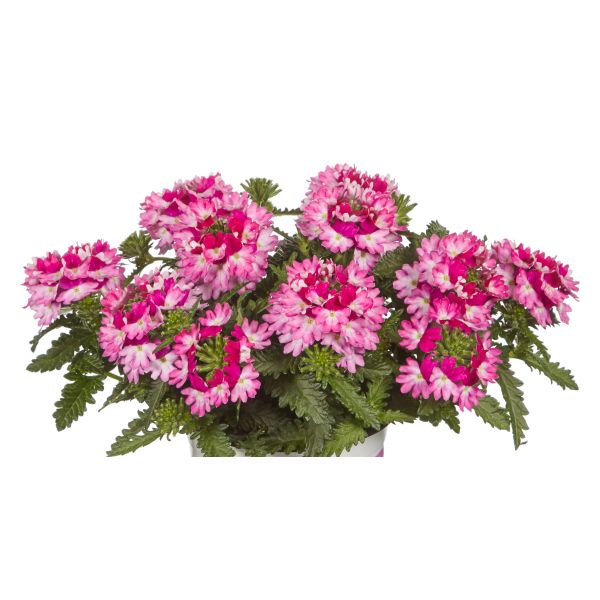 Verbena Vectura Rose Wing Flower Plants