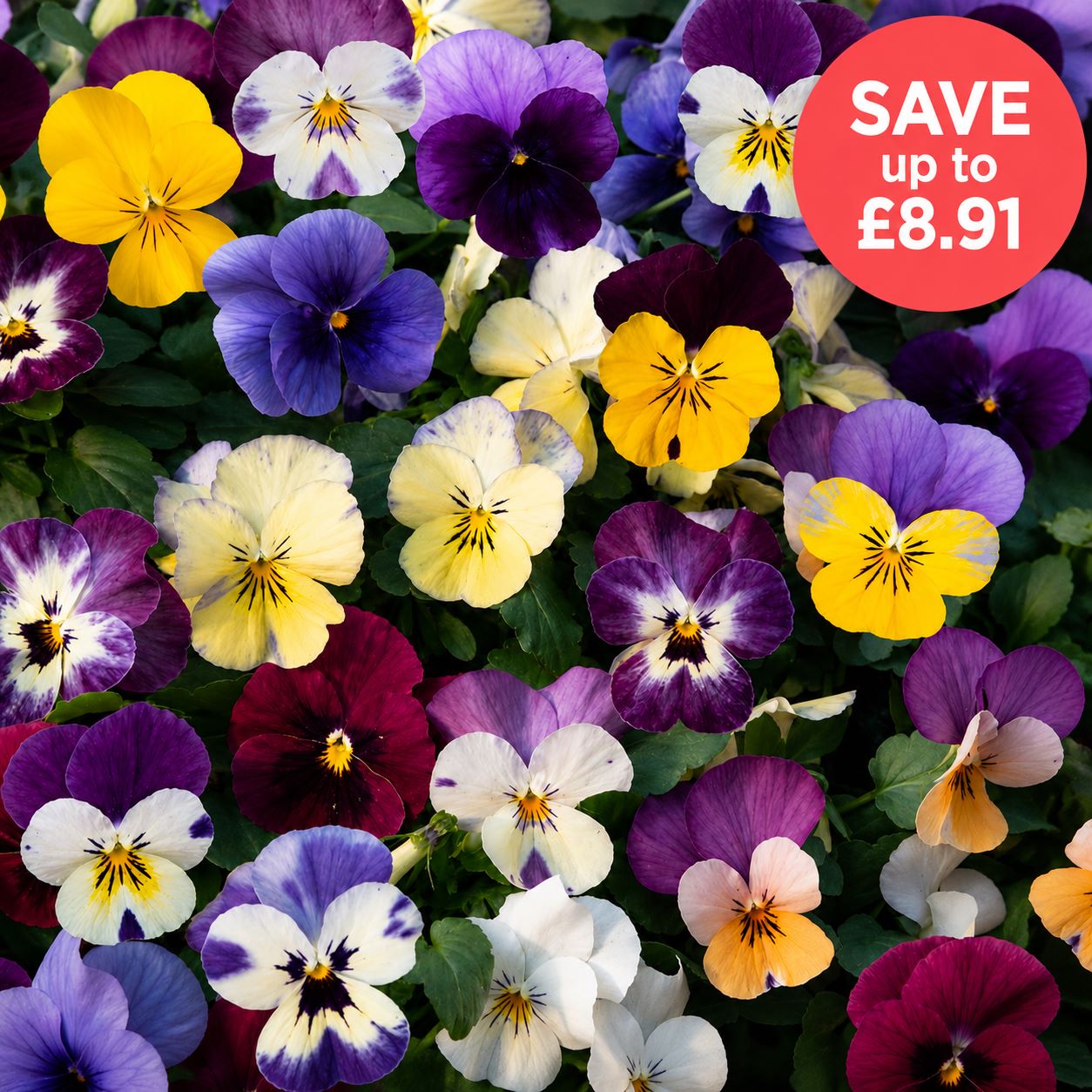 Viola Teardrops Mix Garden Ready Bedding Plants