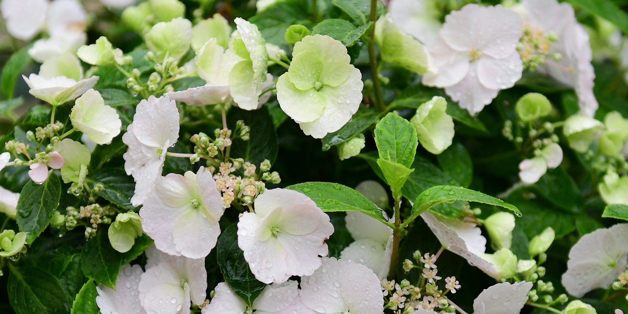 WLM_Week_27_runaway_bride-Johnsons