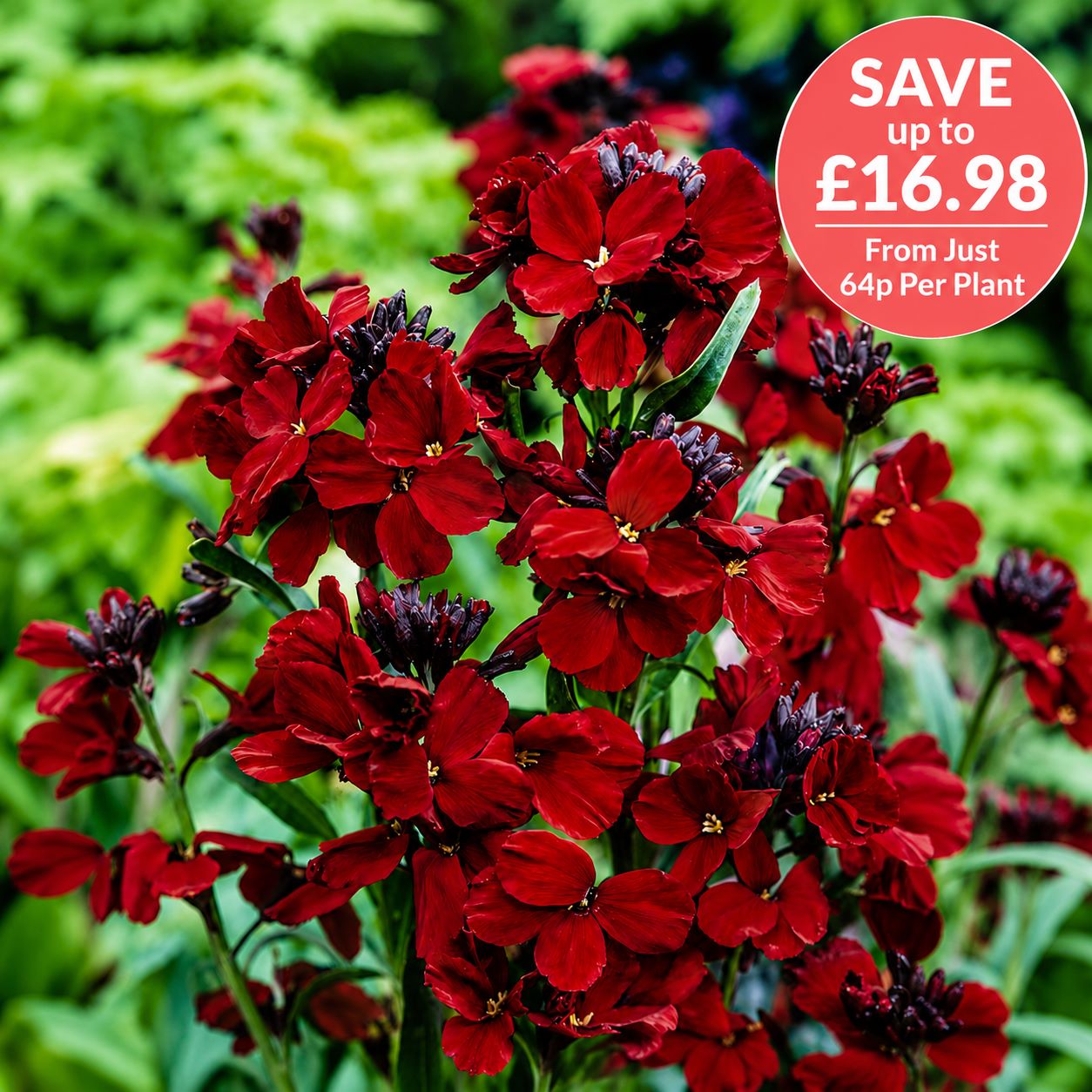 Wallflower Scarlet Emperor Flower Plants