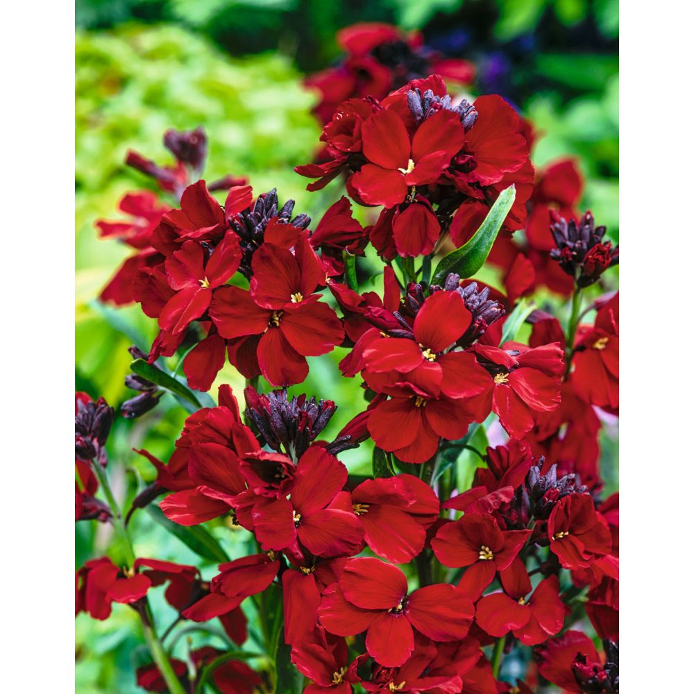 Close-up of vibrant red flowers with green leaves in a garden setting