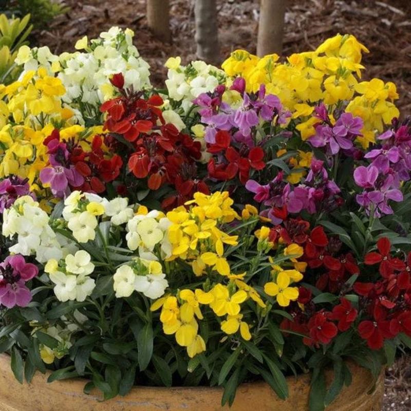 Wallflower_Sugar_Rush_mobile-Johnsons