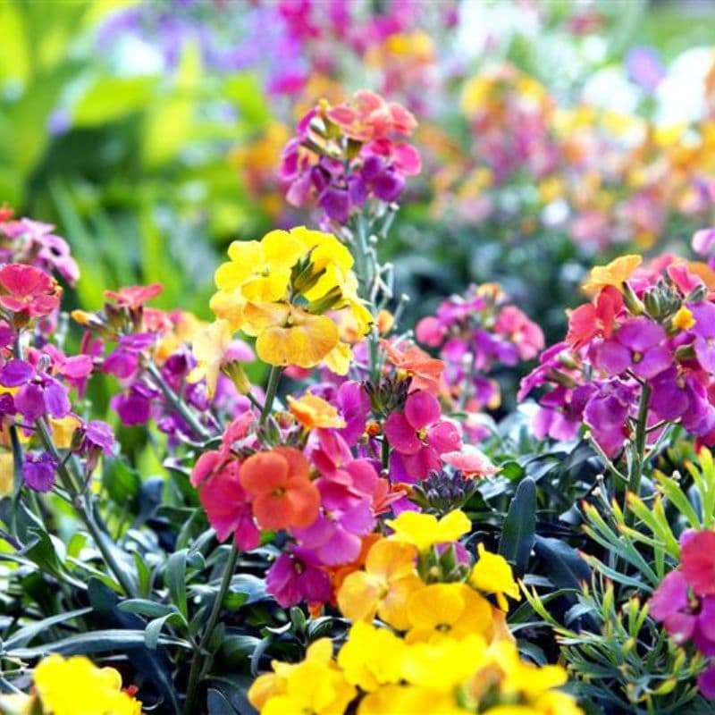Wallflowers_2-Johnsons