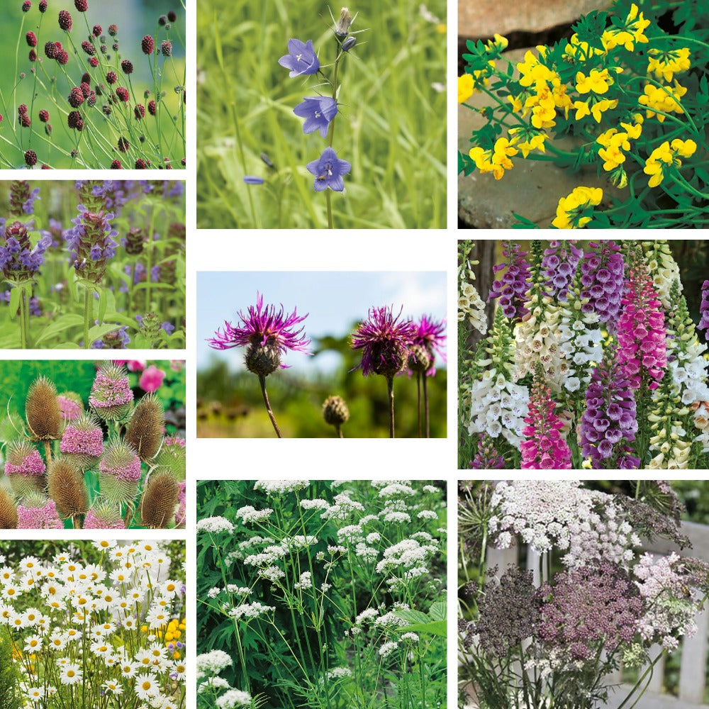 Wildflower Ultimate Collection