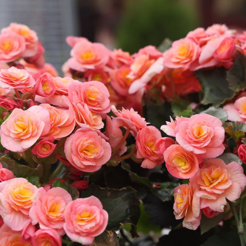 Wlm_bedding_begonia_30OFF_banner_mobile-Johnsons