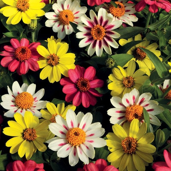 Zinnia Zahara Raspberry Lemonade Mixed