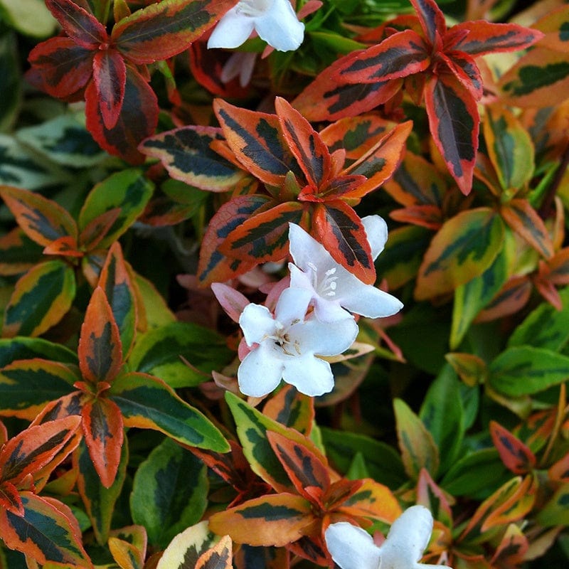 Abelia grandiflora Kaleidoscope Shrub Plant