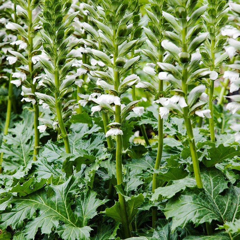 Acanthus mollis Rue Ledan