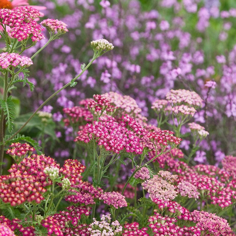 Achillea Cerise Queen