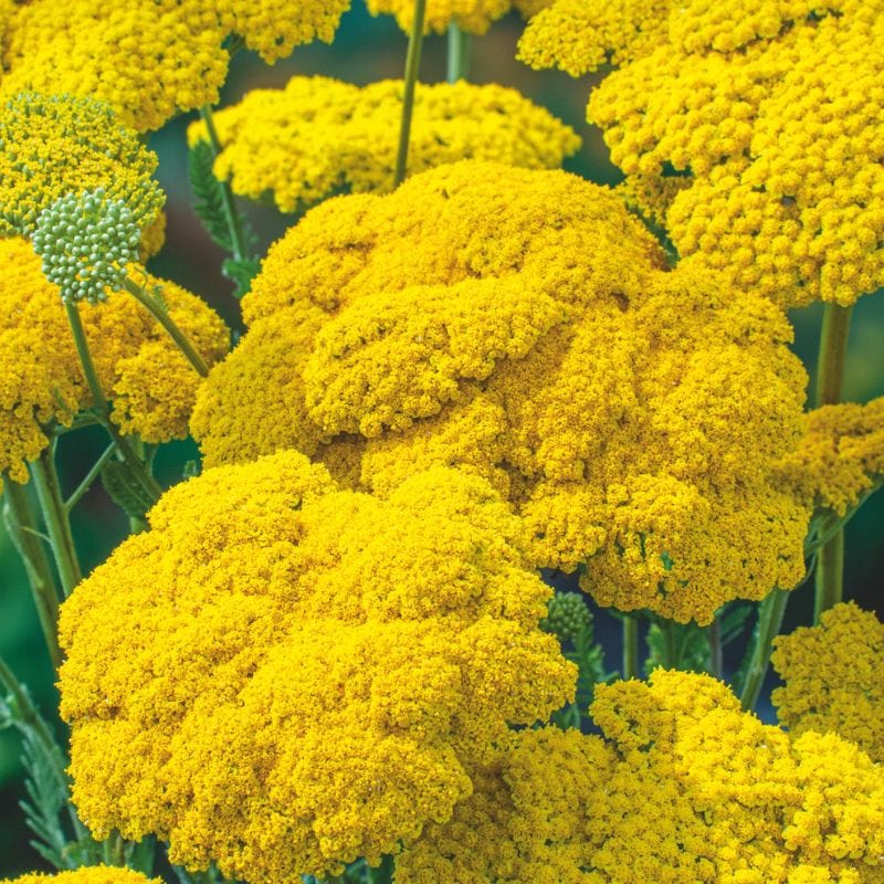 Achillea filipendulina Cloth of Gold AGM