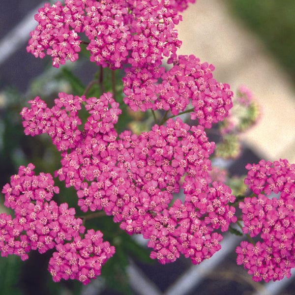 Achillea Lilac Beauty