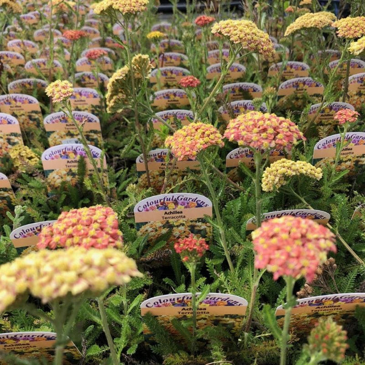 Achillea Terracotta